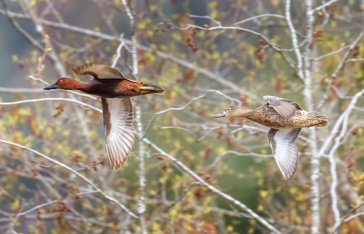 Cinnamon Teal - ML618224526
