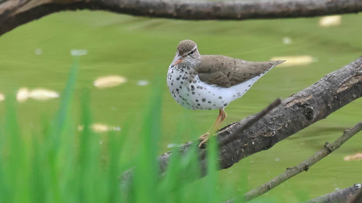 Spotted Sandpiper - Erik Nielsen