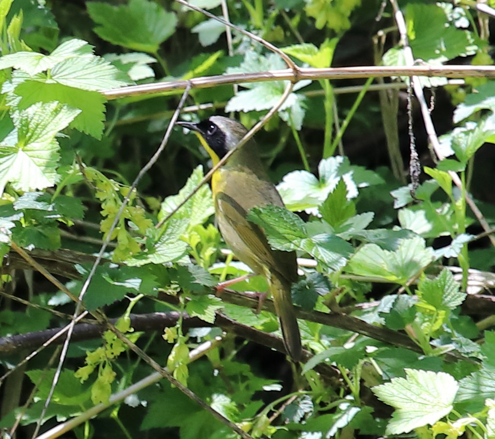 Common Yellowthroat - Kevin Williams