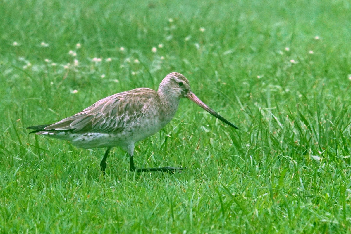 Bar-tailed Godwit - Mike Pennington