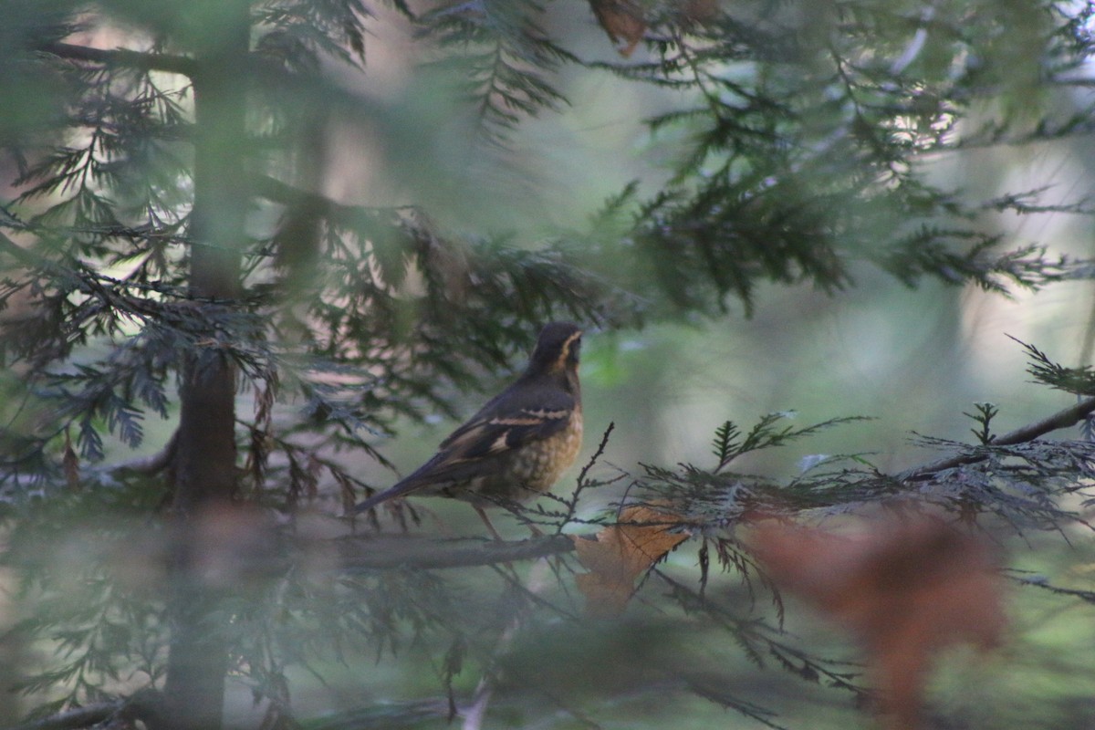 Varied Thrush - Cory Ruchlin