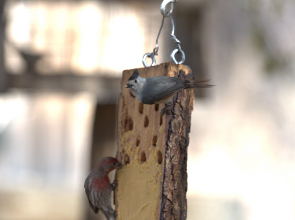 Black-crested Titmouse - Daniel Richards