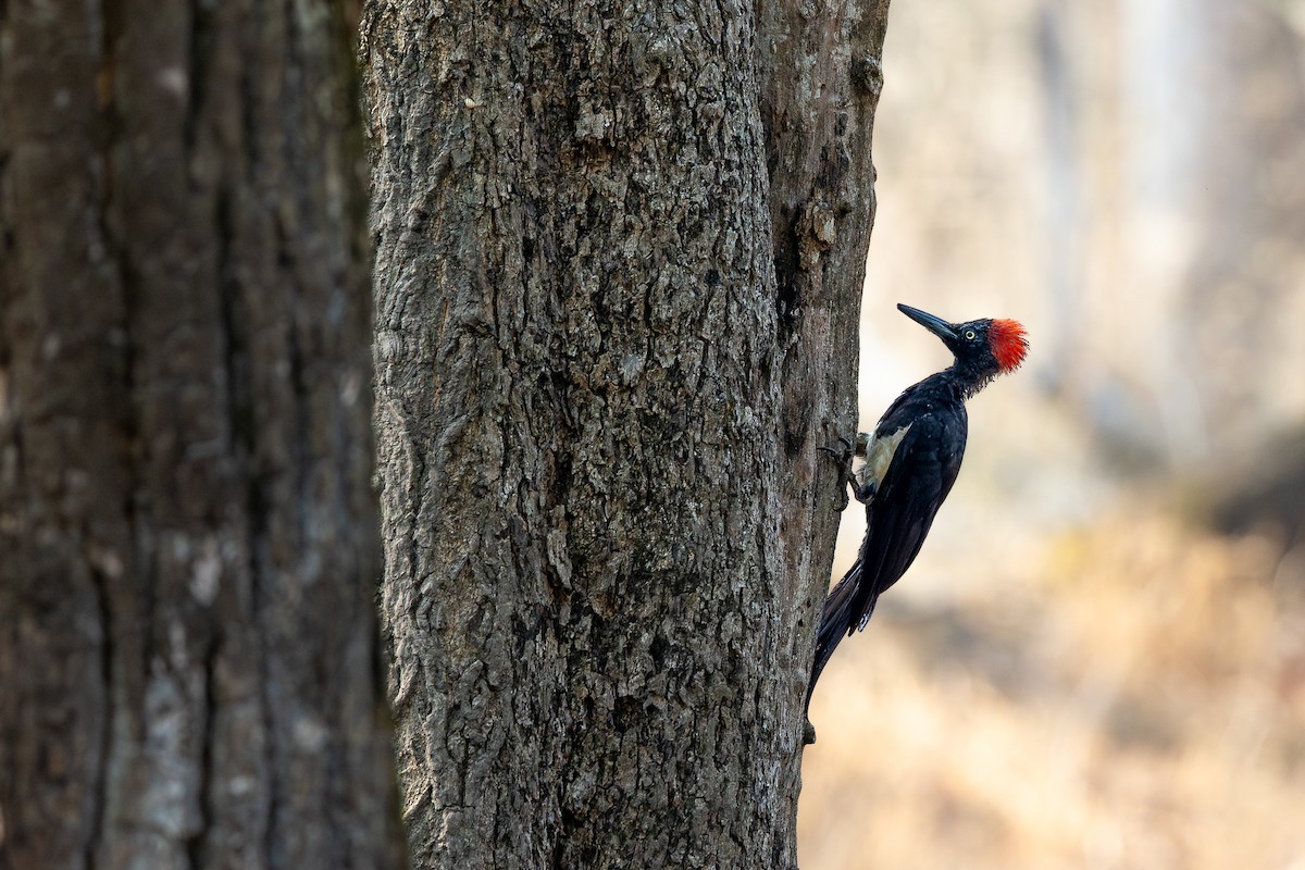 White-bellied Woodpecker - Honza Grünwald