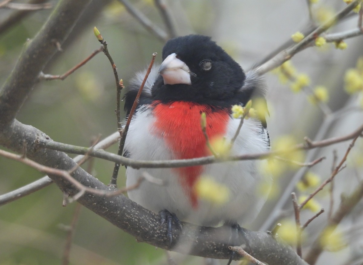 Cardinal à poitrine rose - ML618224586