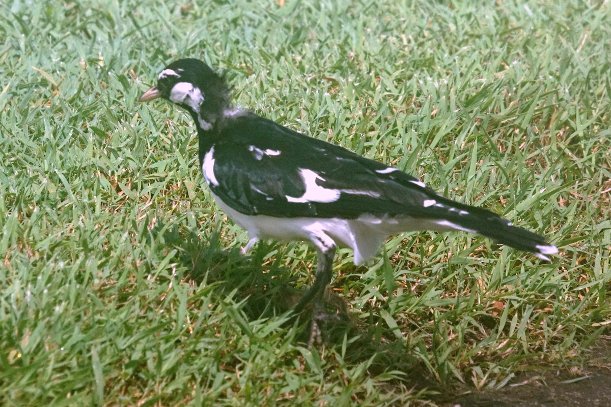 Magpie-lark - Mike Pennington