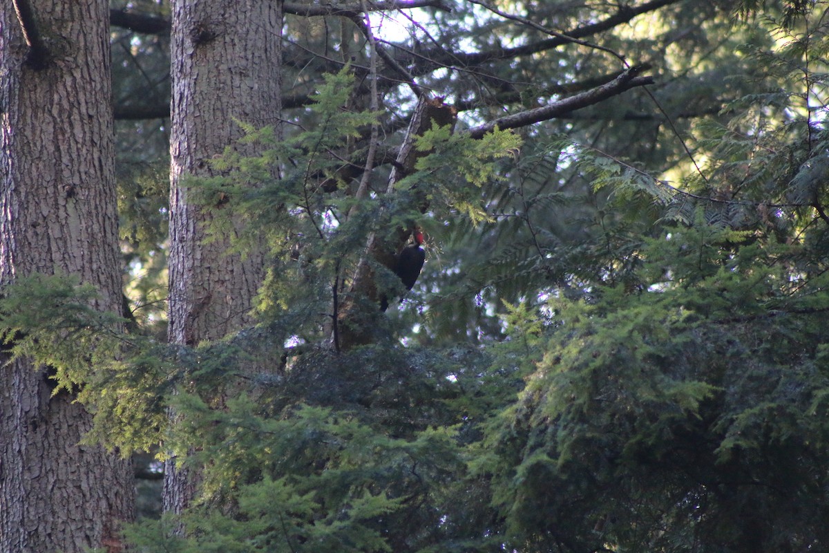 Pileated Woodpecker - Cory Ruchlin