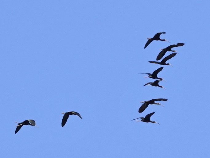 White-faced Ibis - ML618224603