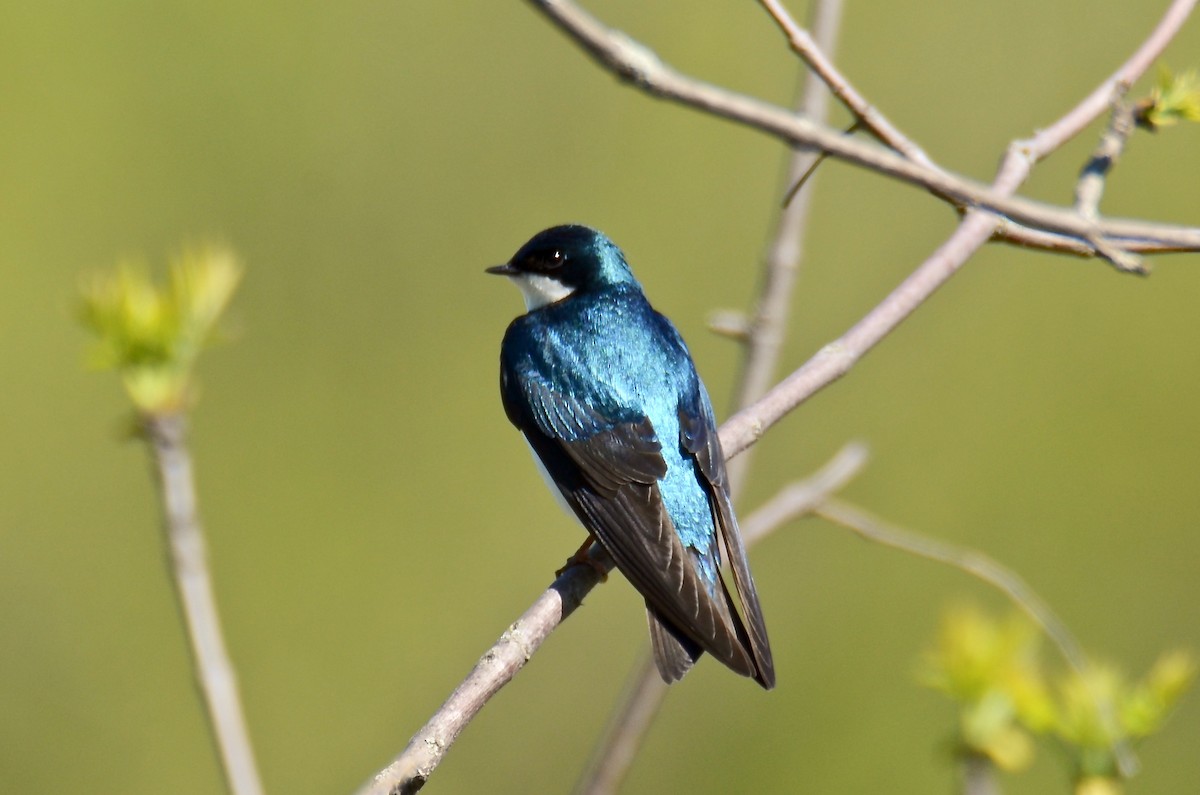 Tree Swallow - Judith James