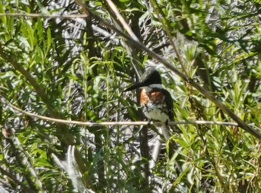 Green Kingfisher - ML618224617