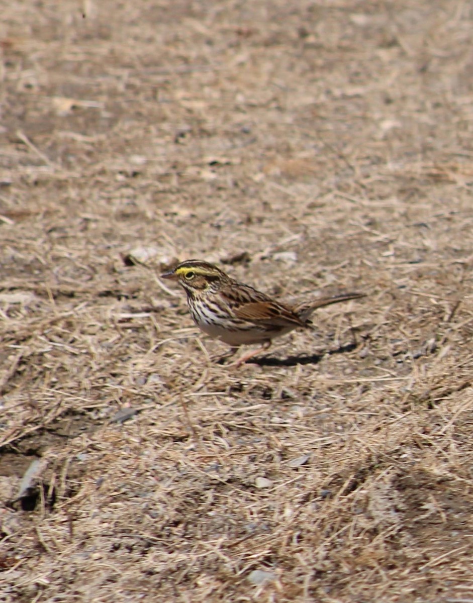 Savannah Sparrow - ML618224625