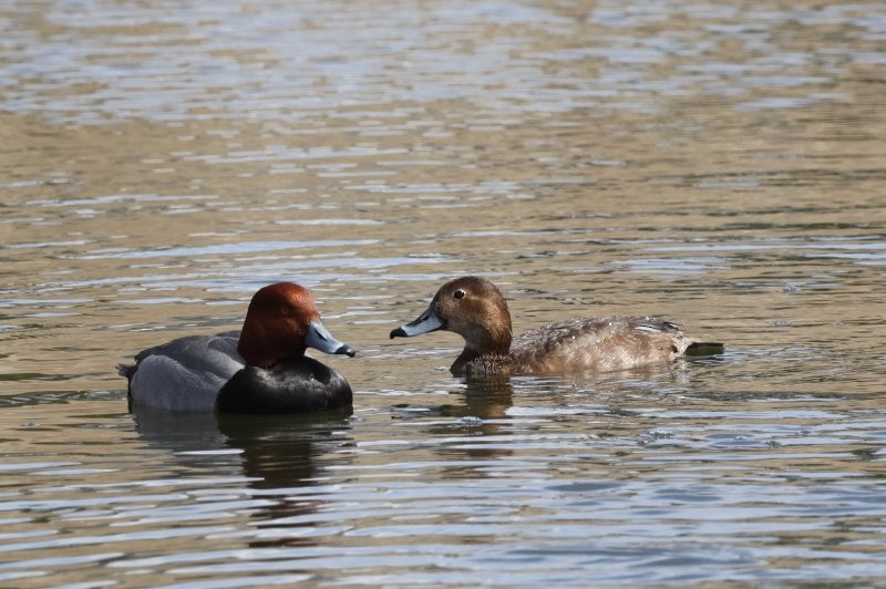 Redhead - Scott Jubinville