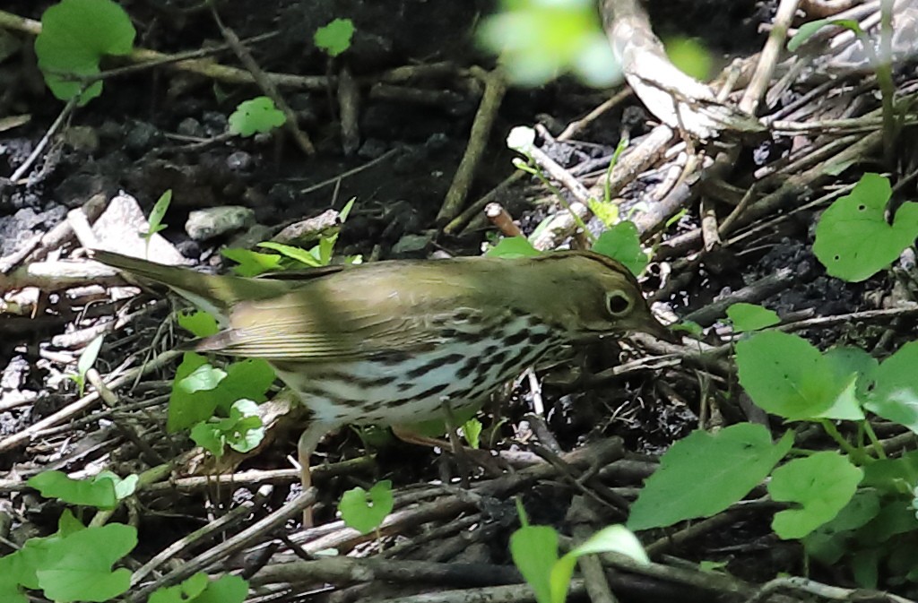 Ovenbird - Kevin Williams