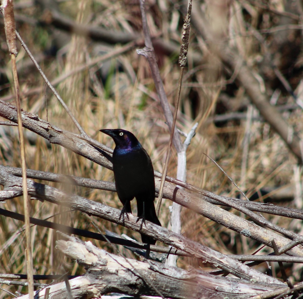 Common Grackle - ML618224641