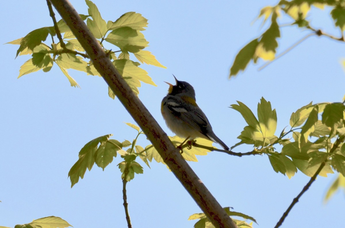 Northern Parula - Judith James