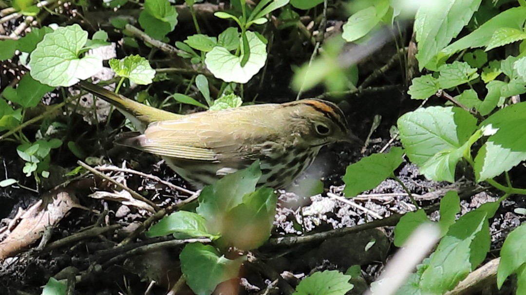 Ovenbird - Kevin Williams