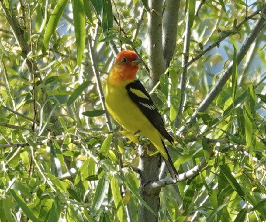 Western Tanager - ML618224652