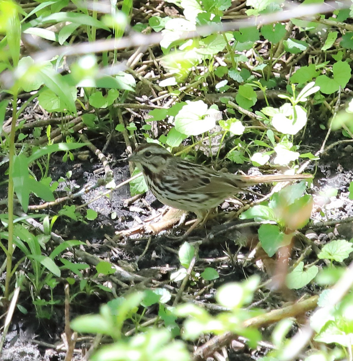 Song Sparrow - Kevin Williams