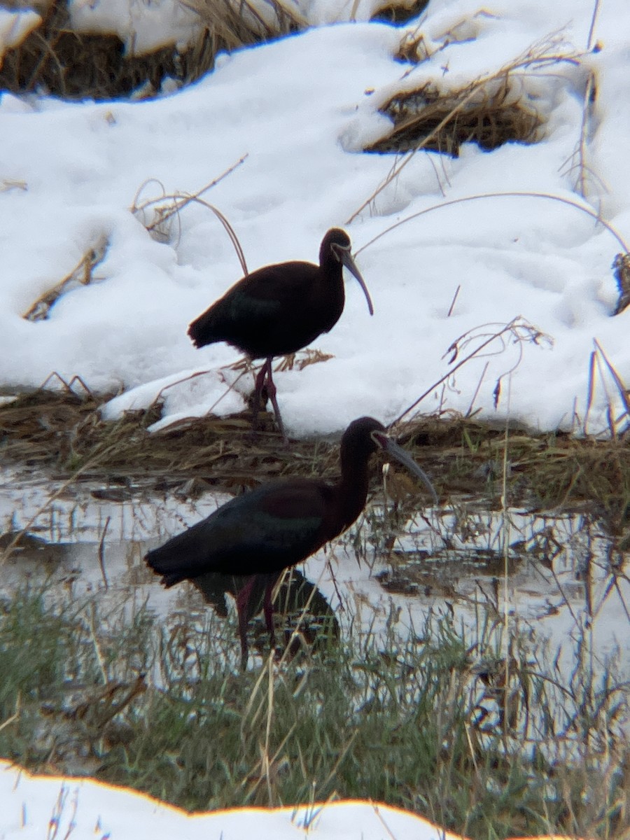 Ibis à face blanche - ML618224719