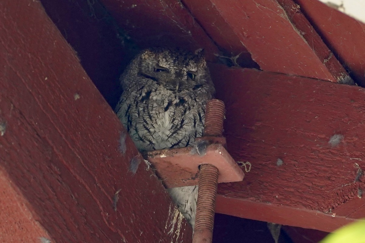 Western Screech-Owl - Kenneth Mamitsuka