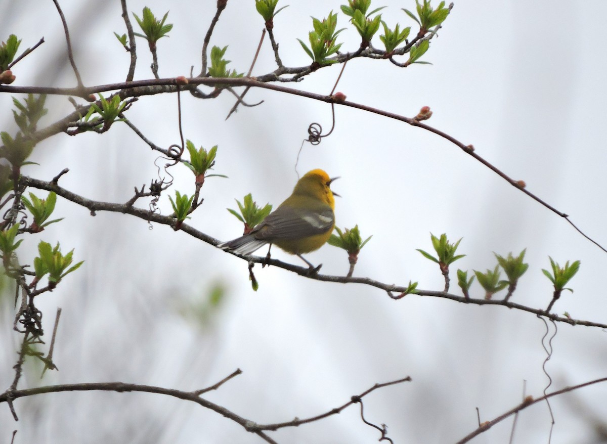 Blauflügel-Waldsänger - ML618224772