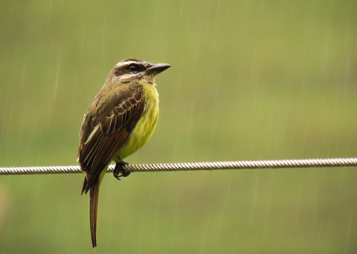 Golden-bellied Flycatcher - Alejandro Williams Viveros