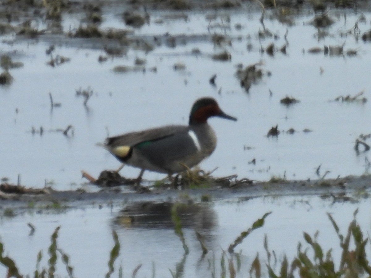 Green-winged Teal - Kathryn Hyndman