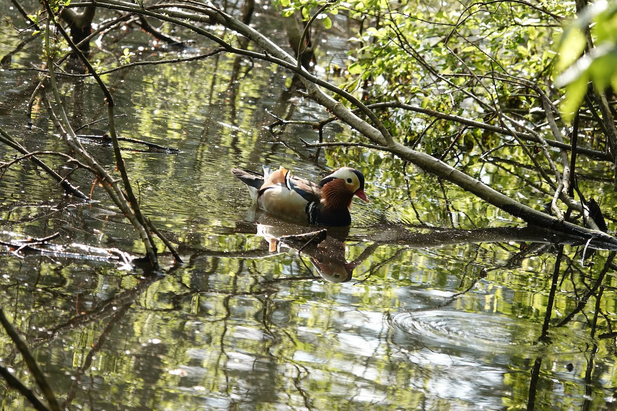 Mandarin Duck - ML618224790