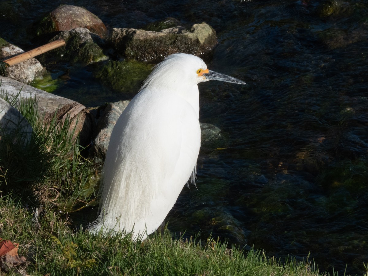 Snowy Egret - Aaron Polichar