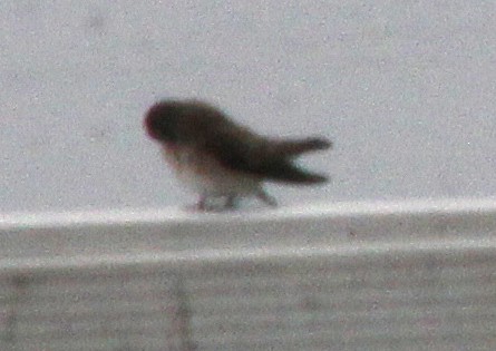 Northern Rough-winged Swallow - cammy kaynor