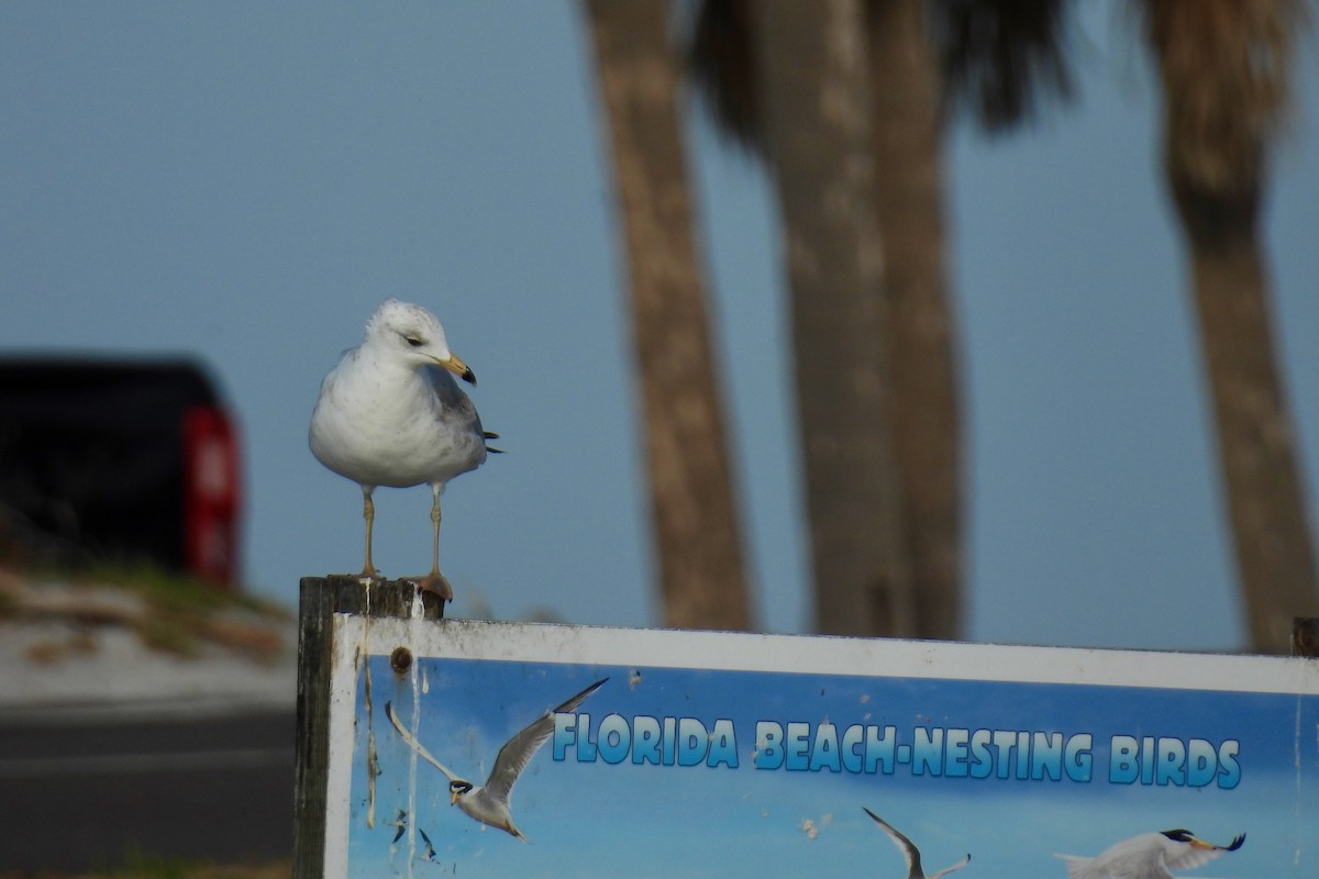 Ring-billed Gull - ML618224823