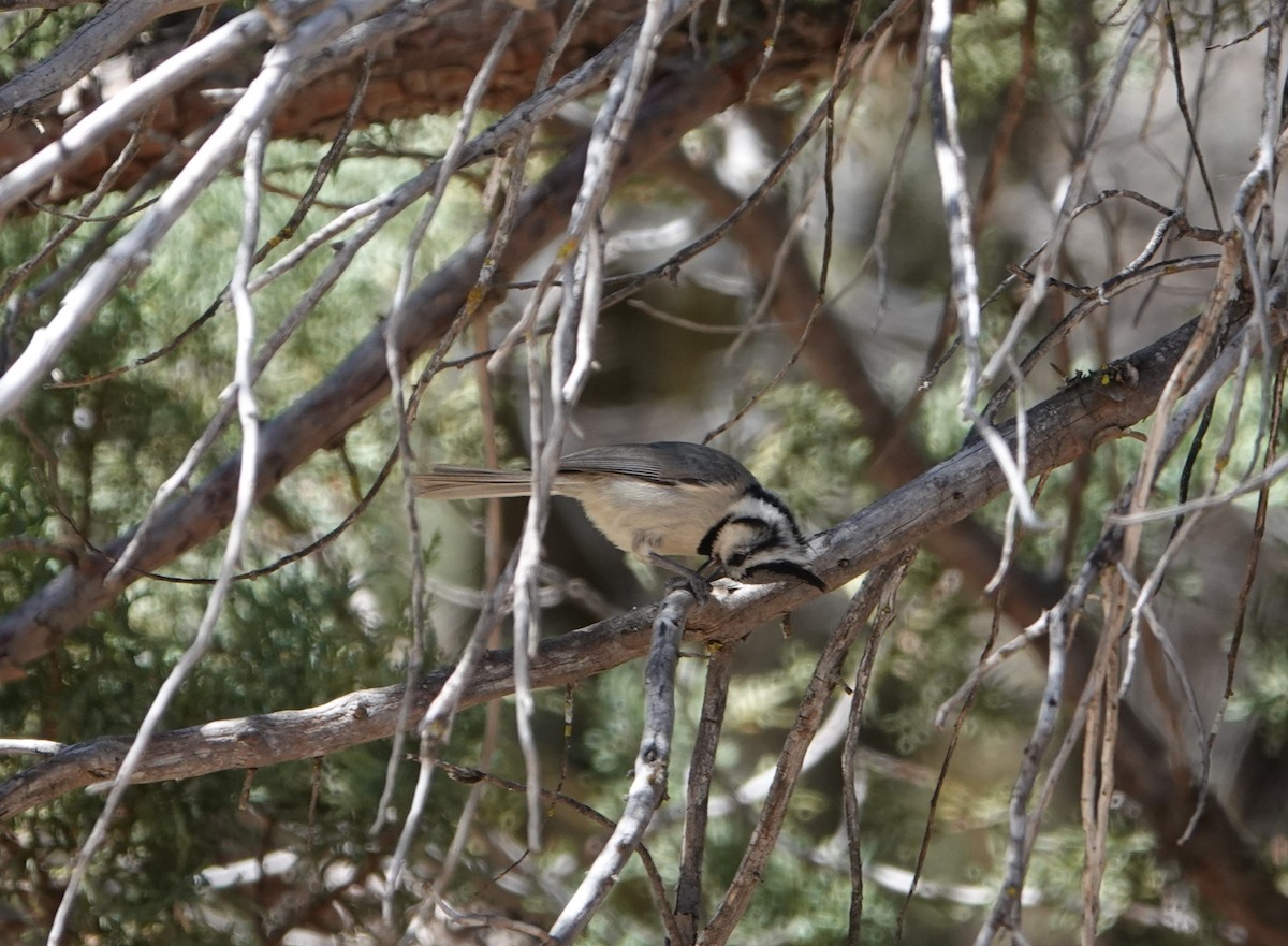 Bridled Titmouse - Danette Henderson