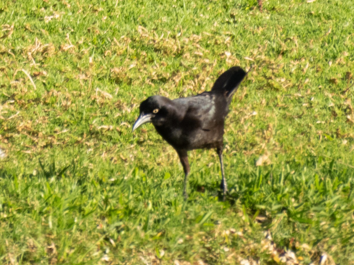 Great-tailed Grackle - Aaron Polichar