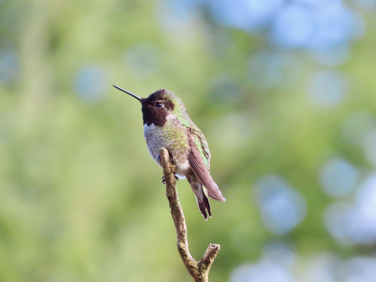 rødmaskekolibri - ML618224852