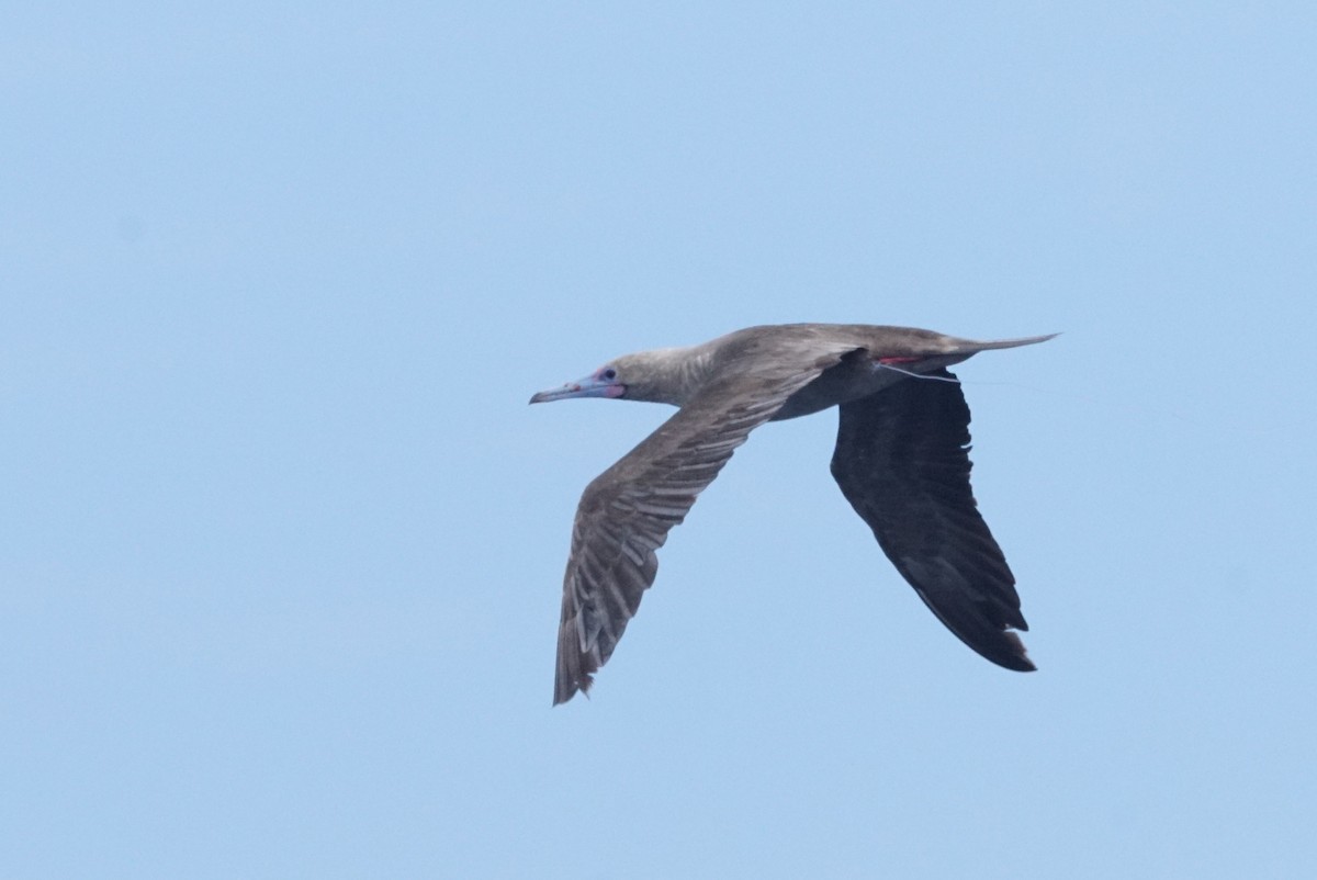 Red-footed Booby - Mike Pennington