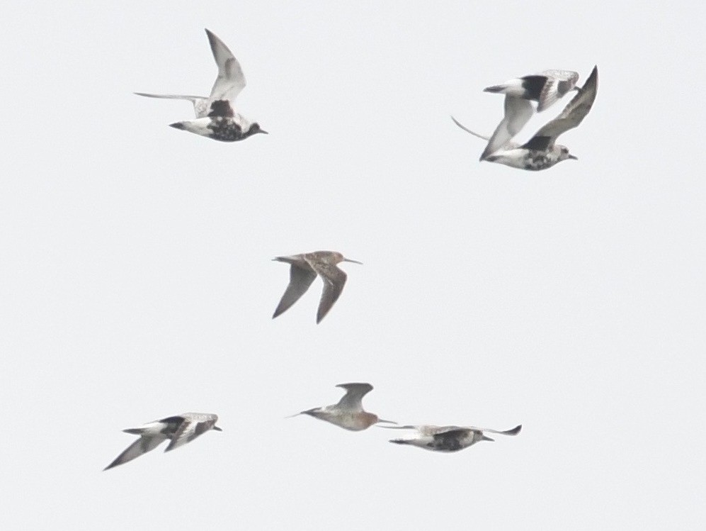 Short-billed Dowitcher - Peter Paul