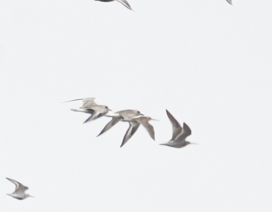 Short-billed Dowitcher - Peter Paul