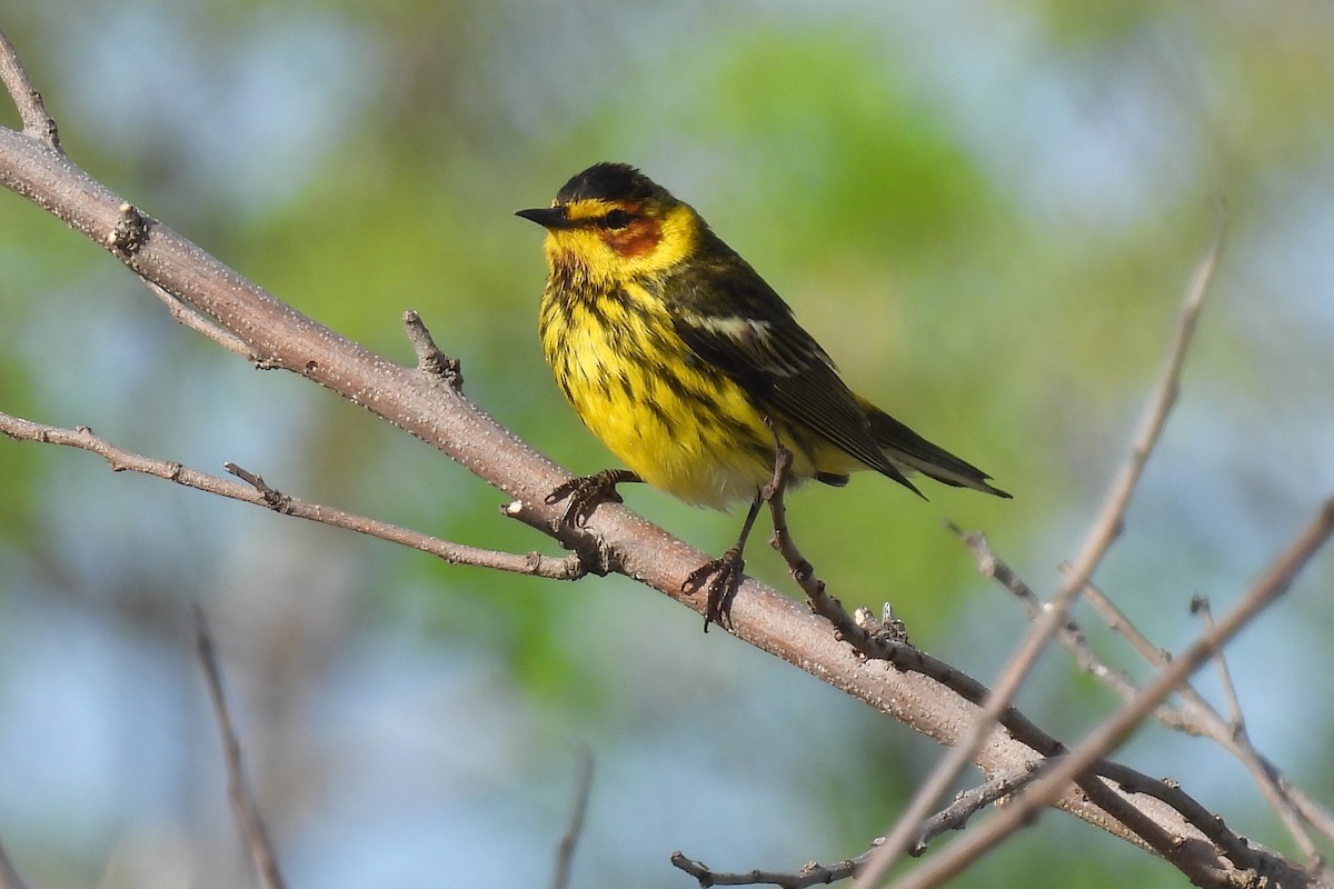 Cape May Warbler - Judith A. Kennedy