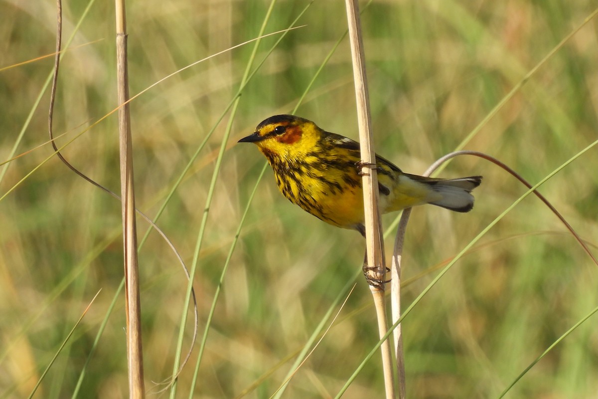 Cape May Warbler - Judith A. Kennedy
