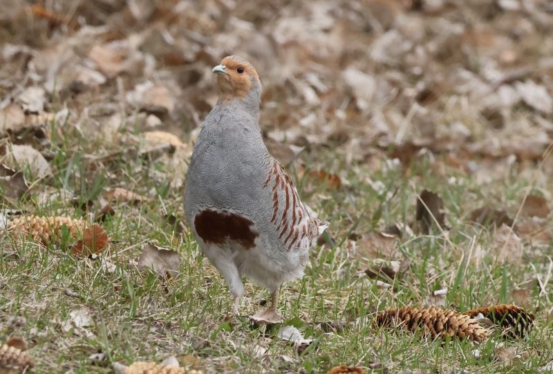 Gray Partridge - ML618224879