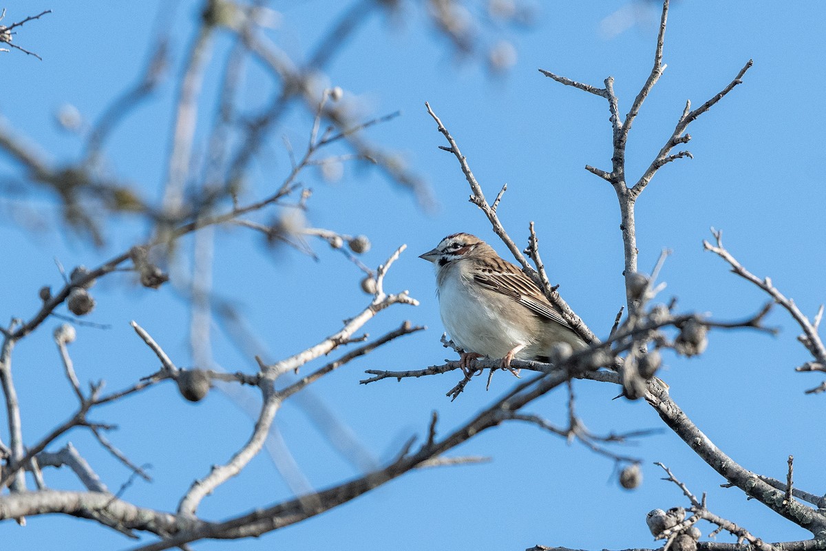 Lark Sparrow - ML618224907