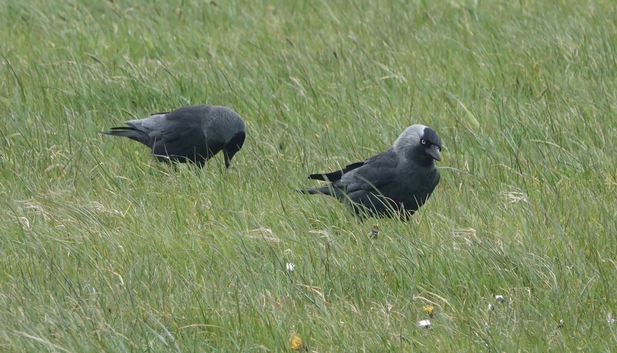 Eurasian Jackdaw - Nancy Henke