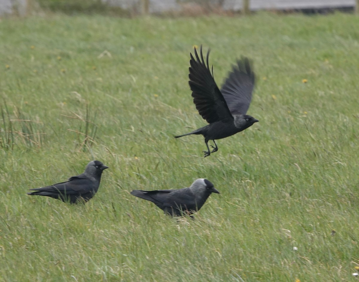 Eurasian Jackdaw - Nancy Henke