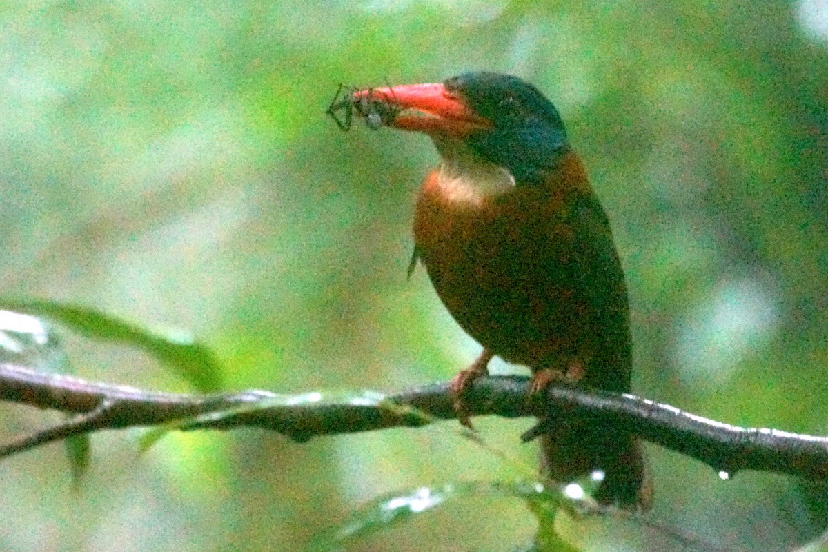 Green-backed Kingfisher (Blue-headed) - Mike Pennington