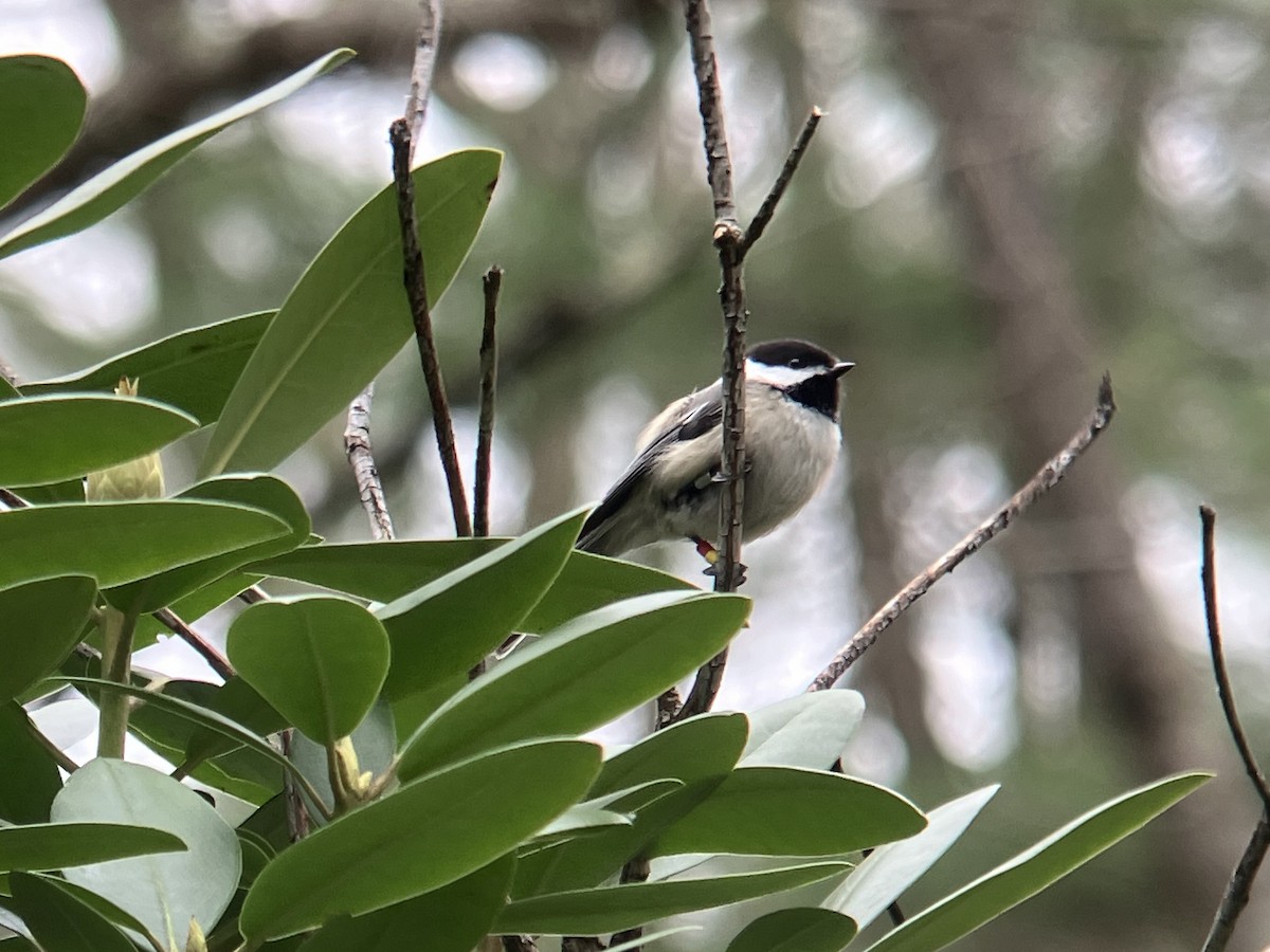 Black-capped Chickadee - Larry Therrien