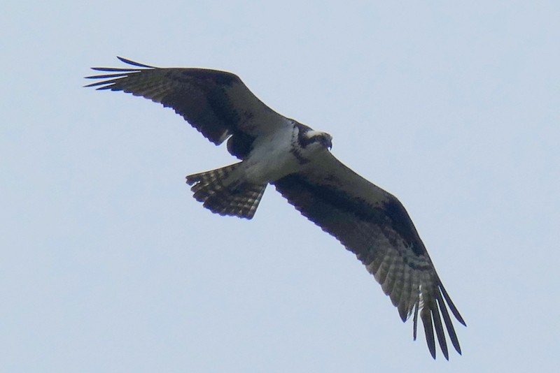 Osprey - Brad Woodward