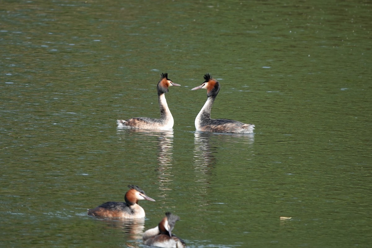 Great Crested Grebe - ML618224981