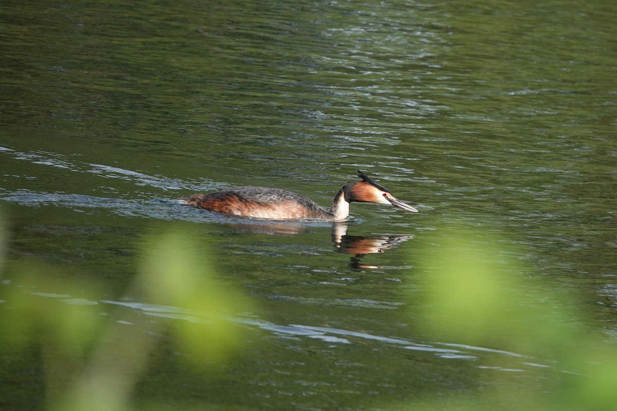 Great Crested Grebe - ML618224982