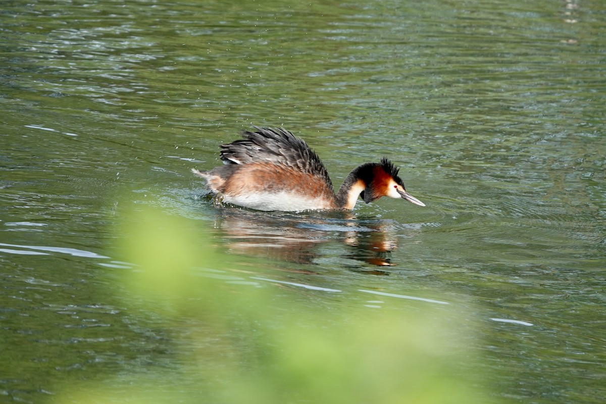 Great Crested Grebe - ML618224983