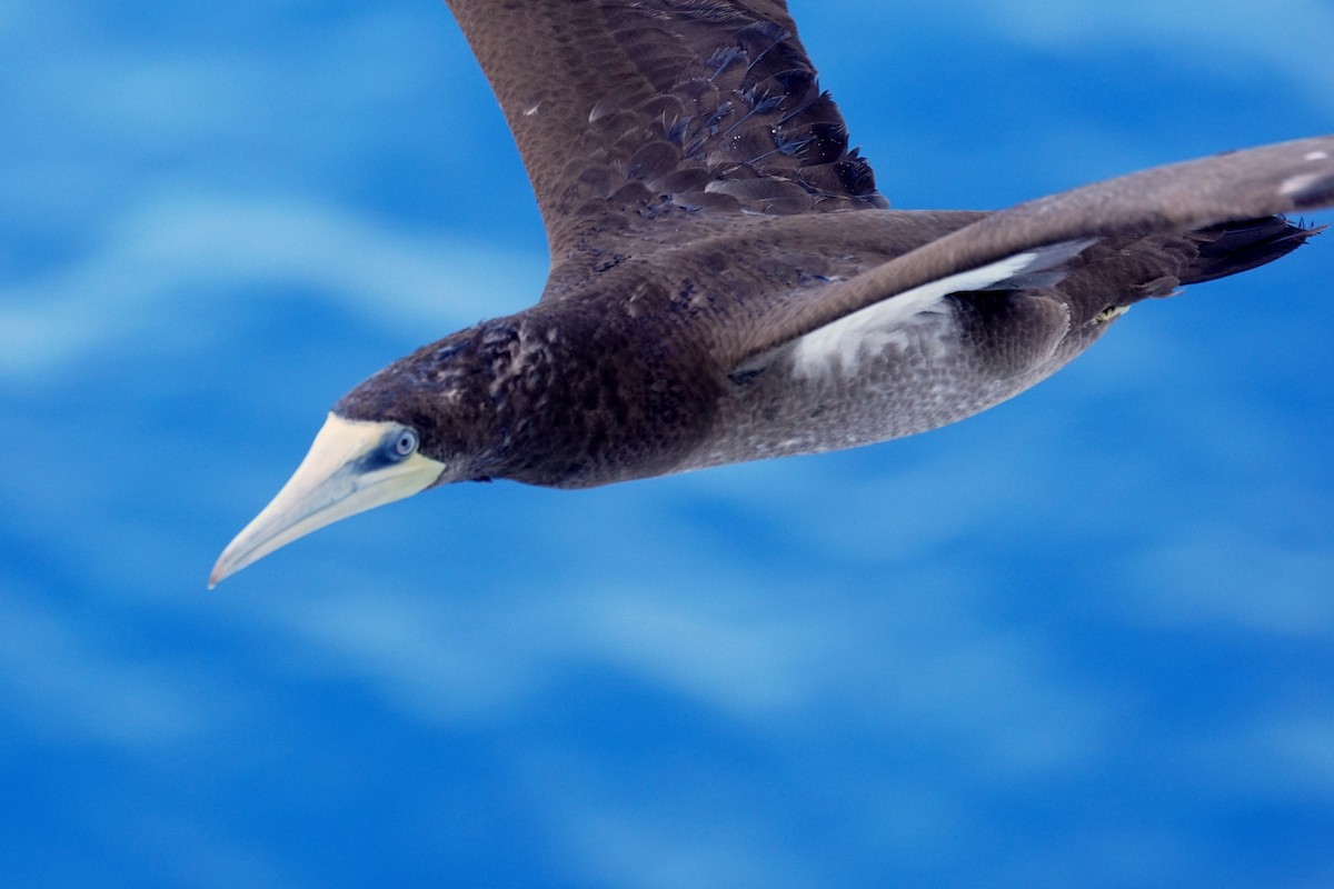 Brown Booby - Mike Pennington