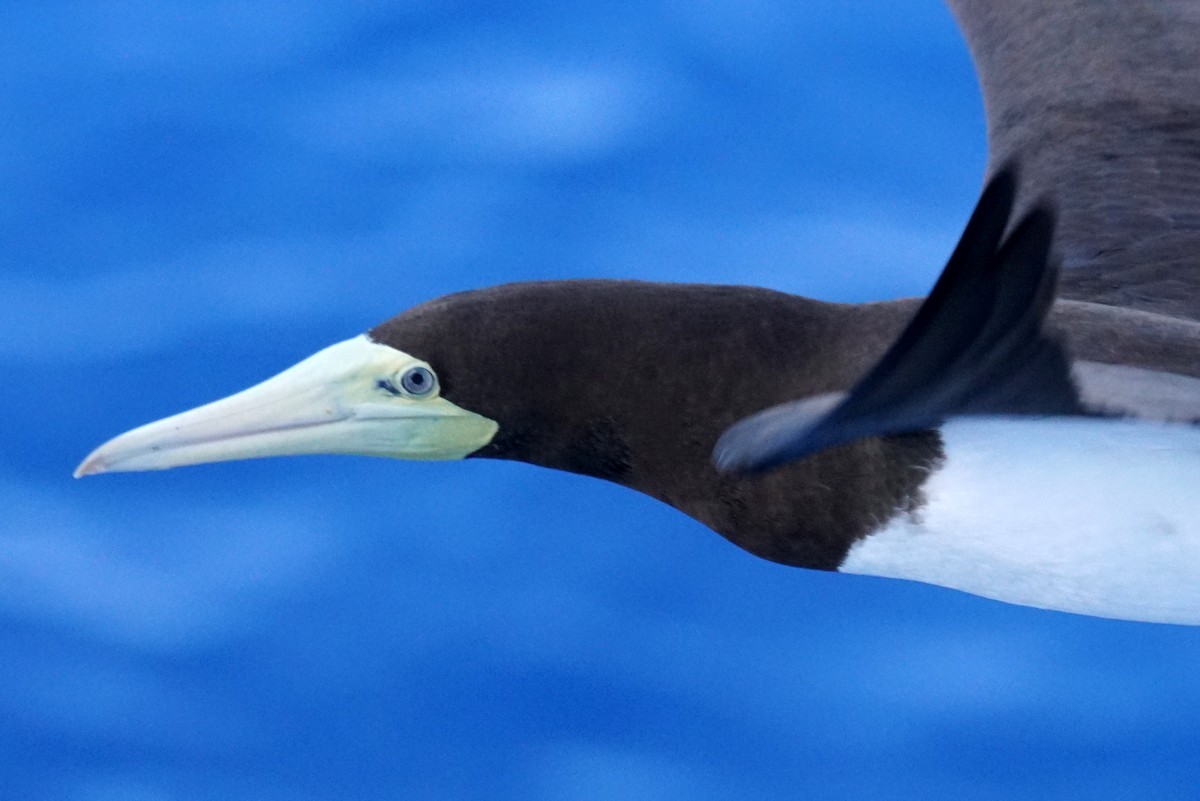 Brown Booby - Mike Pennington